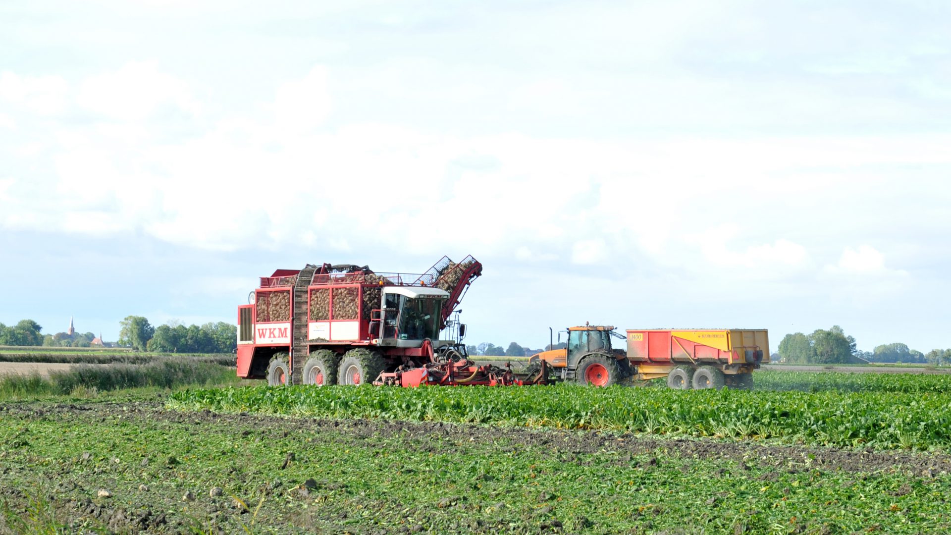 Landbouw activiteiten bij de suikerbieten oogst, suikerbieten worden ingeladen.