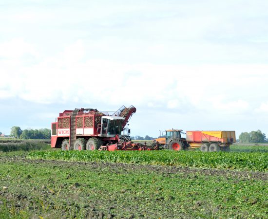 Landbouw activiteiten bij de suikerbieten oogst, suikerbieten worden ingeladen.