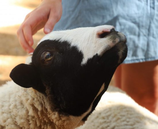 Sfeerbeeld van een meisje die een schaap aait