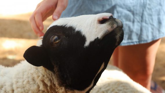 Sfeerbeeld van een meisje die een schaap aait