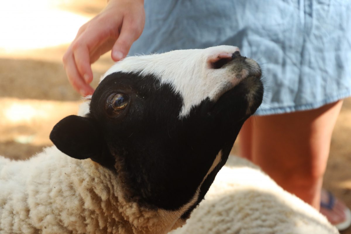 Sfeerbeeld van een meisje die een schaap aait