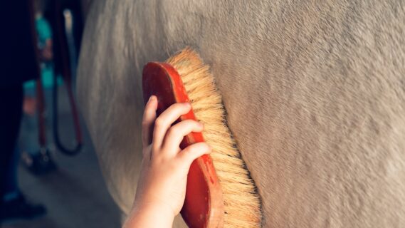 Decoratieve afbeelding van iemand die een paard borstelt.