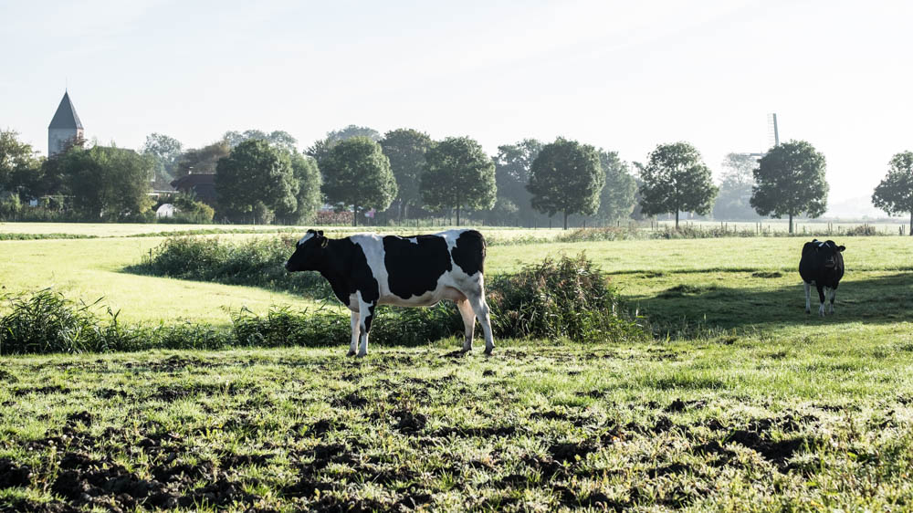 Decoratieve afbeelding van een koe in de wei in Westerwijtwerd