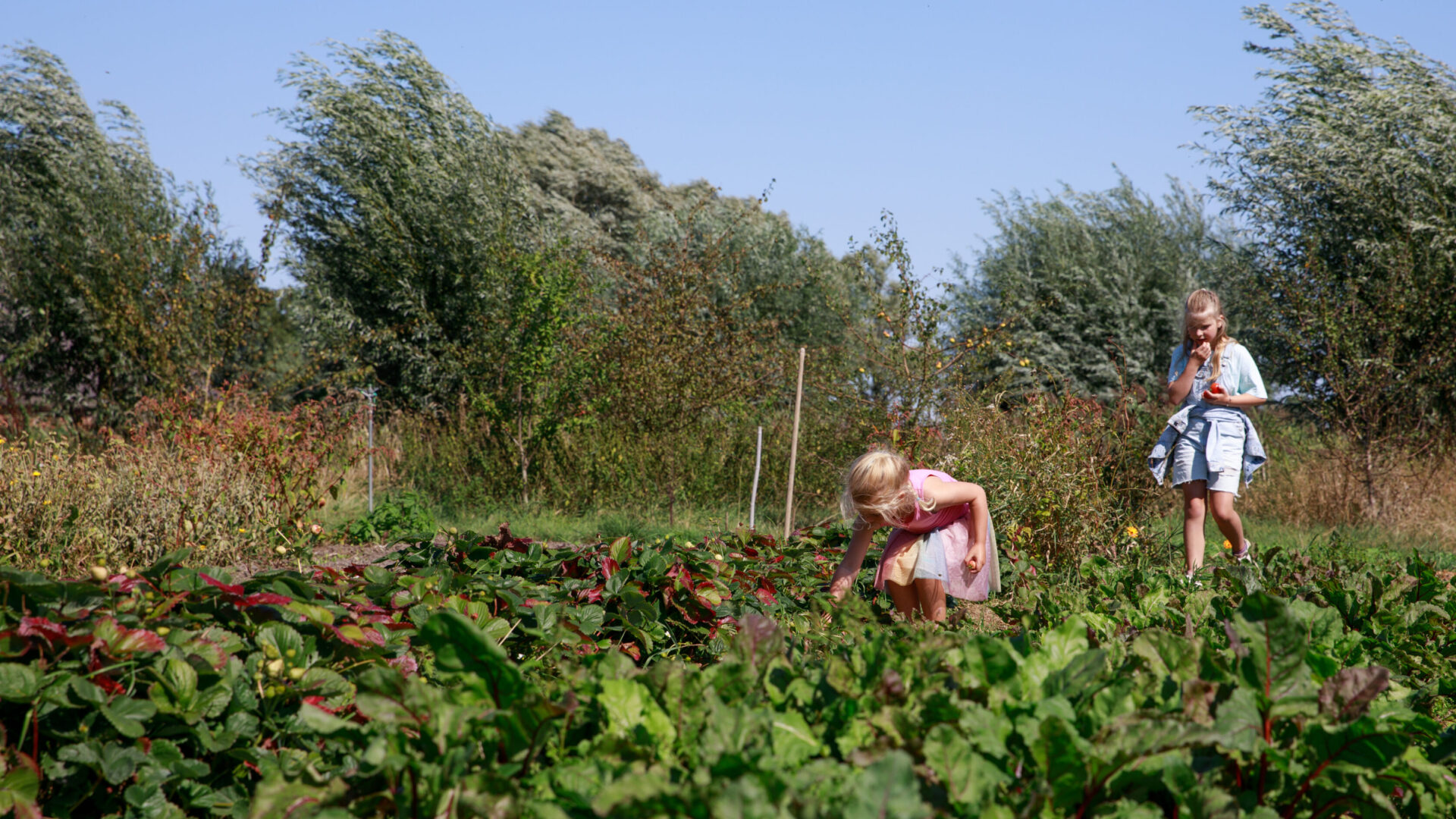 Twee kinderen plukken groenten tijdens het Oogstfeest