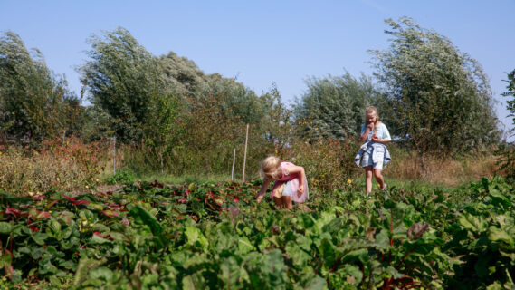 Twee kinderen plukken groenten tijdens het Oogstfeest
