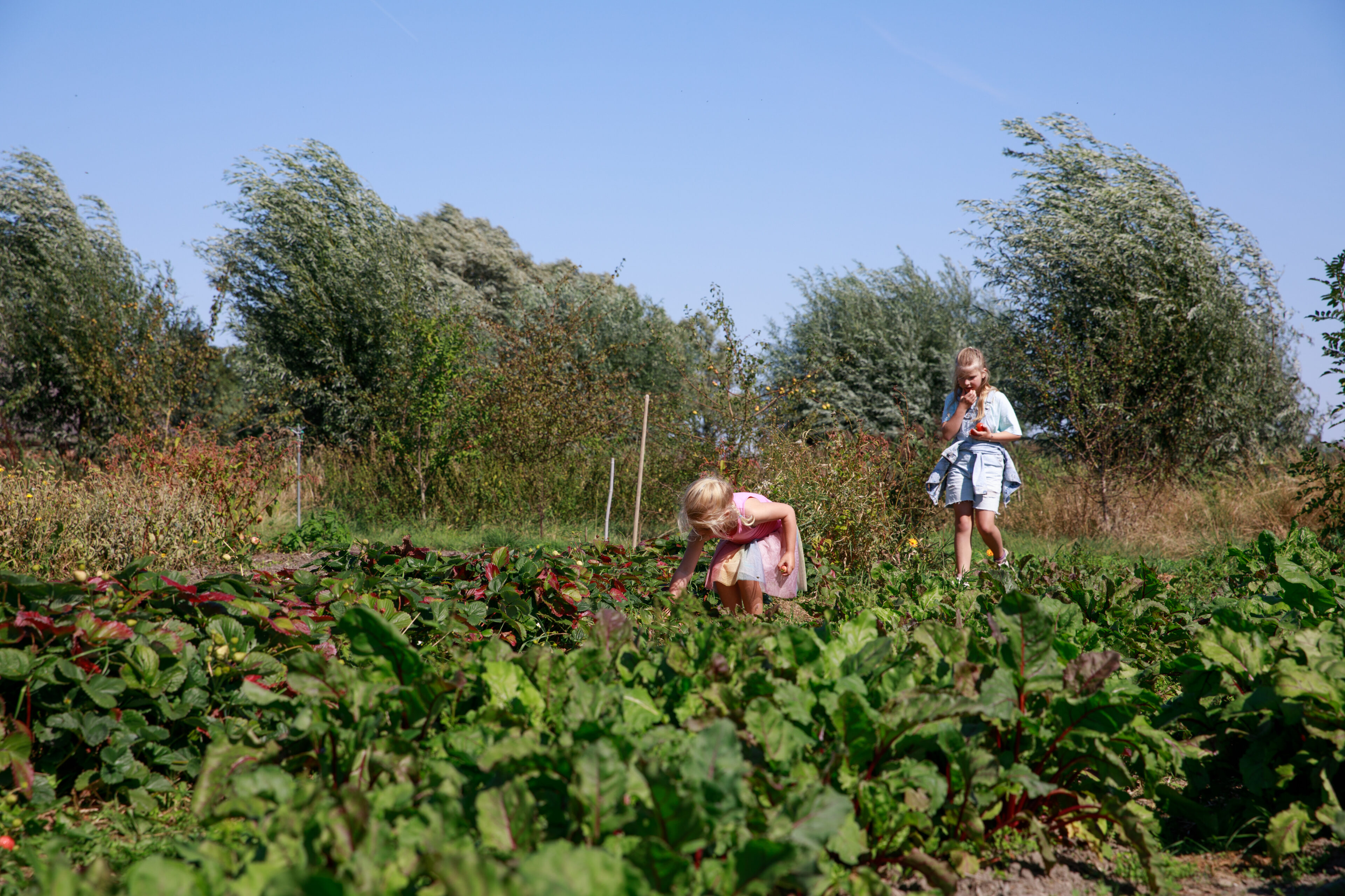 Twee kinderen plukken groenten tijdens het Oogstfeest