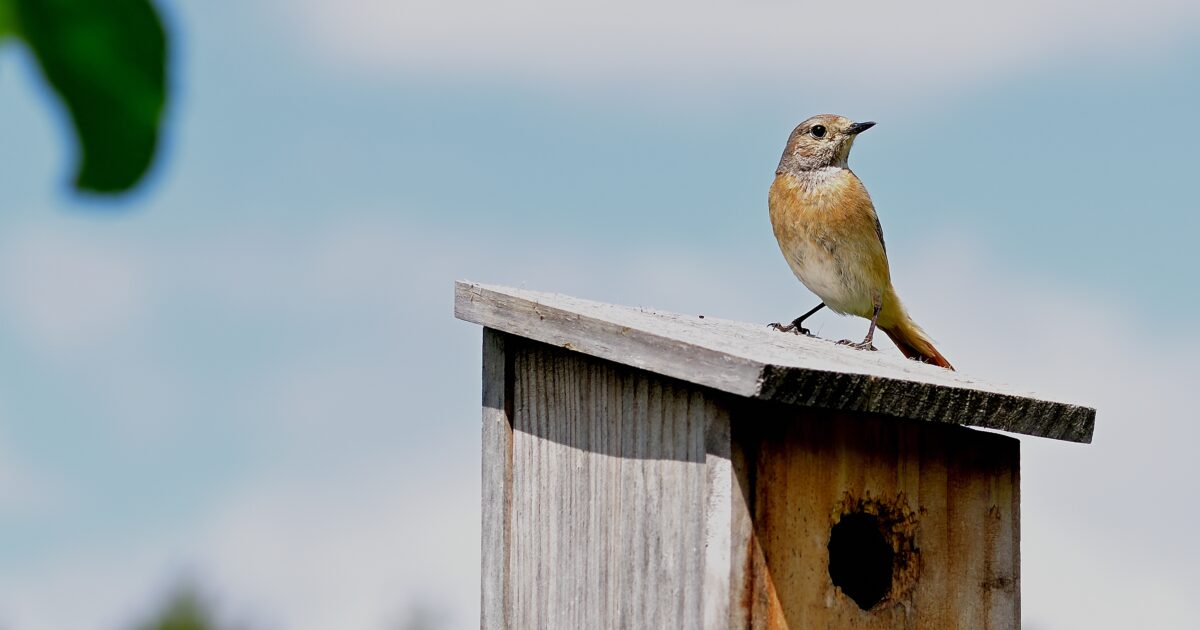 Workshop: nestkastje maken voor in je tuin