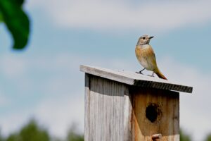 Workshop: nestkastje maken voor in je tuin